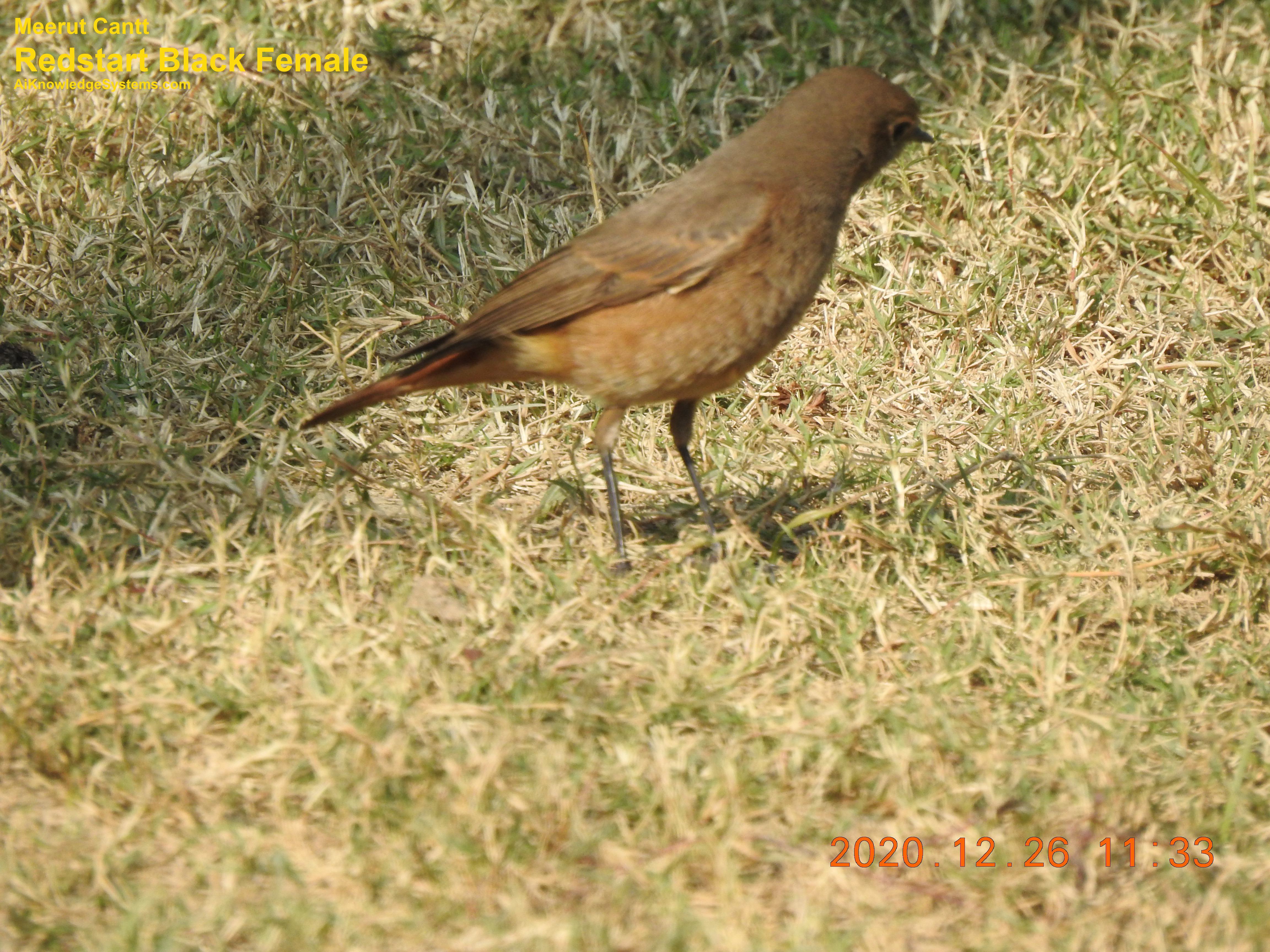 Redstart (29) Coming Soon